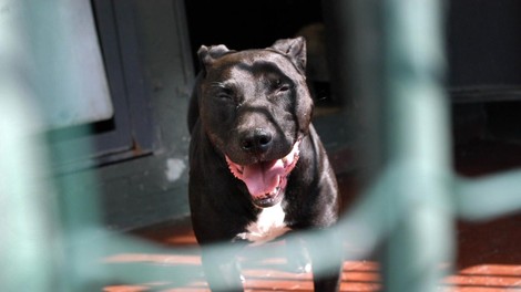 pitbul, otrok, smrt
