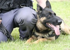 Policija kupuje štiri pse za operativno delo – kdo je primeren?