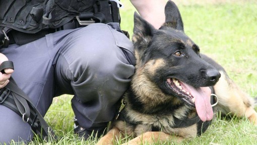 Policija kupuje štiri pse za operativno delo – kdo je primeren?