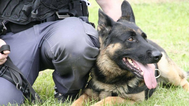 Policija kupuje štiri pse za operativno delo – kdo je primeren? (foto: Slovenska policija / Facebook)