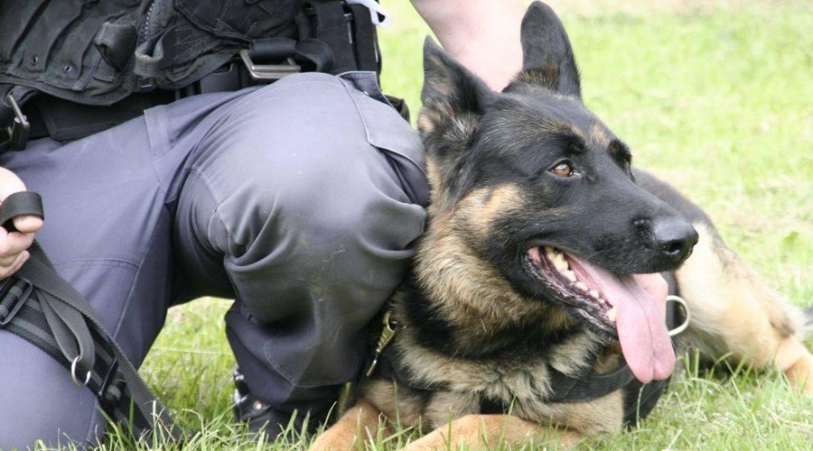 Policija kupuje štiri pse za operativno delo – kdo je primeren? (foto: Slovenska policija / Facebook)