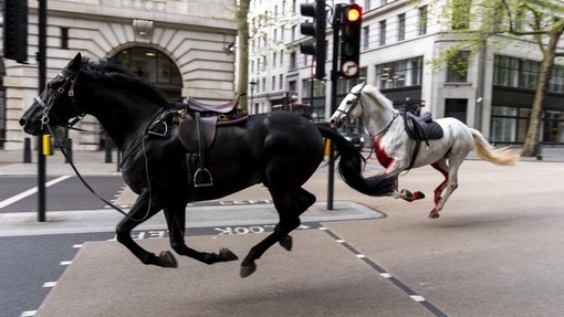 Kaos v središču Londona: po ulicah divjali konji, ranjene najmanj štiri osebe (VIDEO)