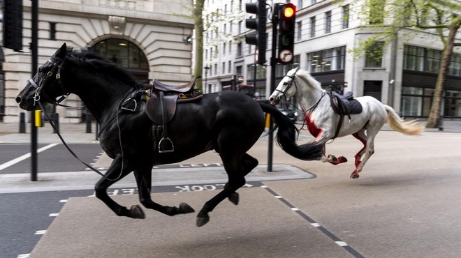 Kaos v središču Londona: po ulicah divjali konji, ranjene najmanj štiri osebe (VIDEO) (foto: Profimedia)