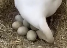 Dobra novica iz Maribora: labodka poginila, samec zapustil gnezdo, za pet jajc pa skrbi …