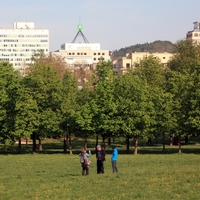 tivoli, klopi, bolezen