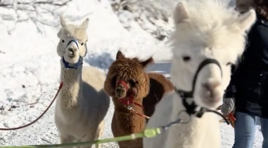 Obožujete prikupne alpake? V teh slovenskih krajih lahko v njihovi družbi preživite zabavne trenutke (tudi za mladoporočence!) (foto: TikTok/alpacas.hill/posnetek zaslona)