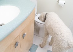 Na pomoč, pes pije vodo iz toaletne školjke! (Kako škodljivo je to?)