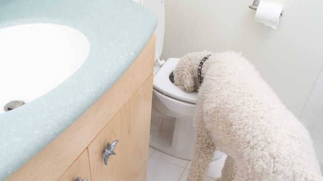 Na pomoč, pes pije vodo iz straniščne školjke! (Kako škodljivo je to?) (foto: Profimedia)