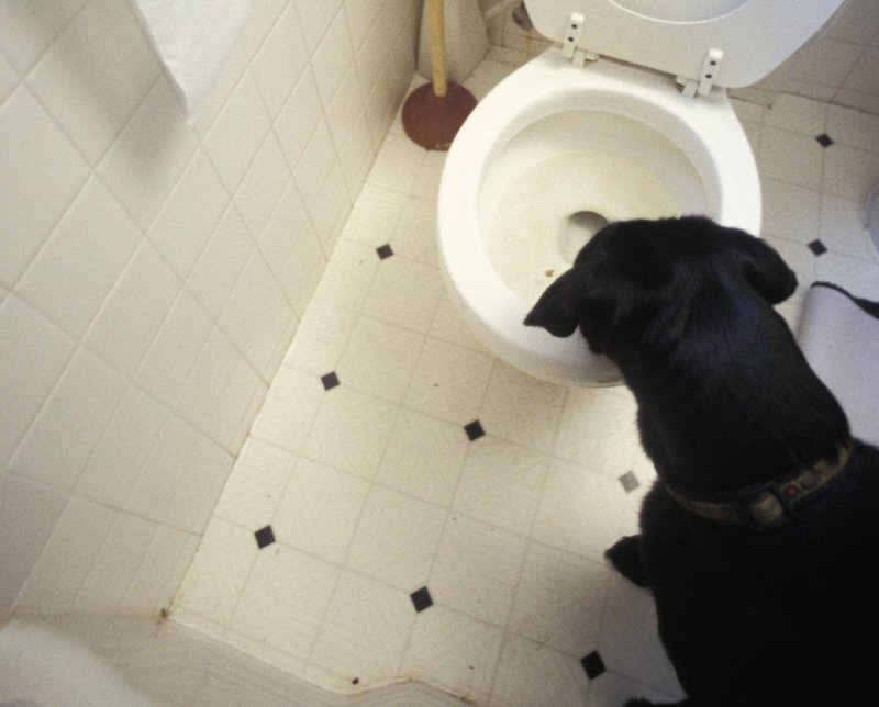 Ste kdaj pomislili, kako nevarno je, če pes liže čistila?