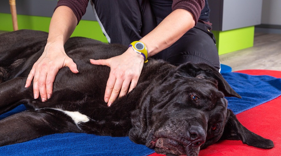 Če pri psu opazite te bolezenske znake, nikar ne odlašajte z obiskom veterinarja (foto: Profimedia)