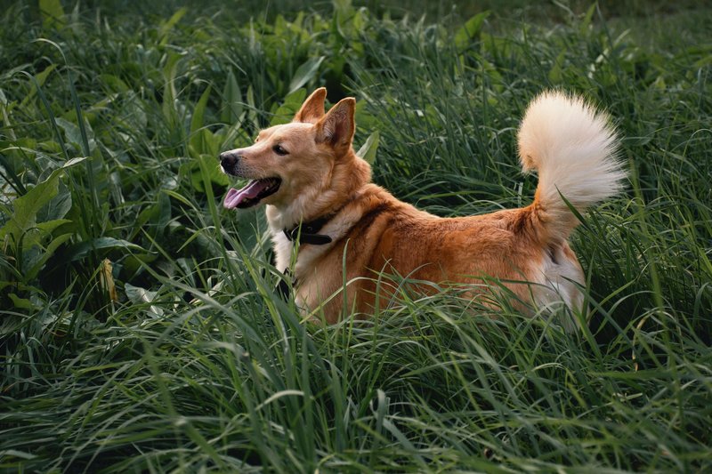 V visoki travi pes hitro lahko 'nabere' klope.