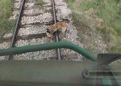 Grozljivka: psa privezali na železniške tire, strojevodja pa …
