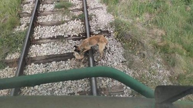 Grozljivka: psa privezali na železniške tire, strojevodja pa … (foto: Profimedia)
