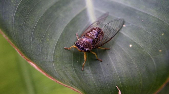 Američani trepetajo pred žuželkami, ki jim bodo kmalu grenile življenje (foto: Profimedia)