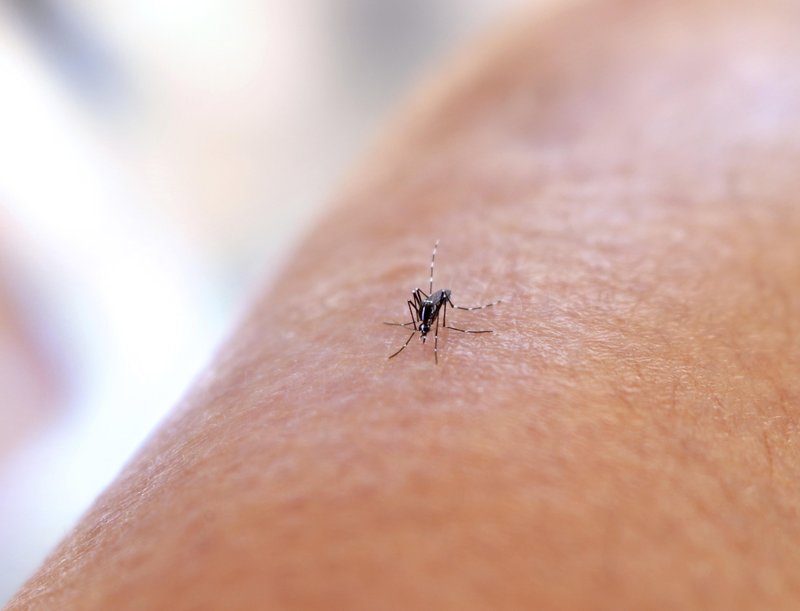 Majhen komar lahko postane velika težava.