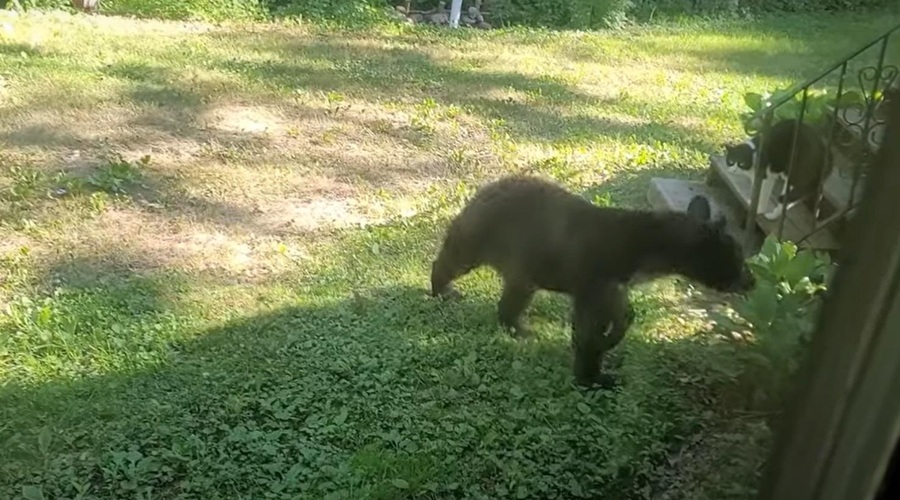 Maček na drevo pregnal medveda, ki je stikal okoli hiše (posnetek, ki ga morate videti) (foto: Youtube/posnetek zaslona)