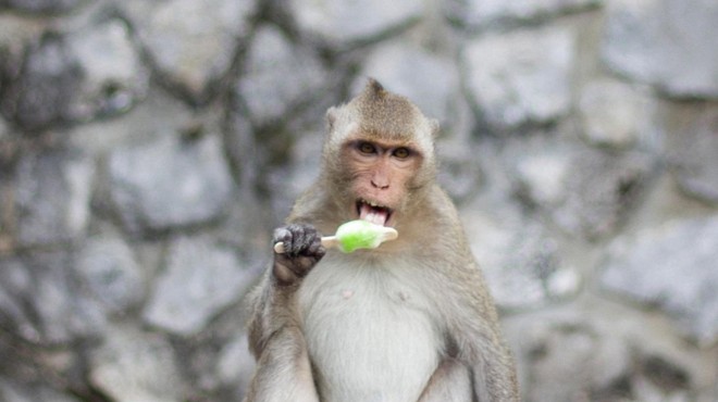 Policija preiskuje 'vplivneže', ki za klike zlorabljajo in snemajo opice (foto: Profimedia)