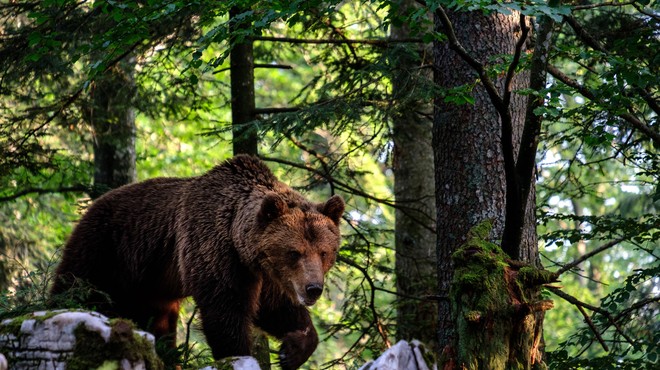 Ministrstvo pod drobnogledom: je odstrel medvedov res rešitev? (foto: Bobo)