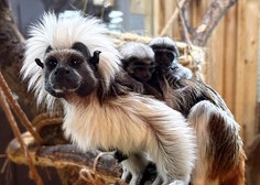 Veselje v Celju: Tropska hiša bogatejša za novo leglo ogrožene vrste opic