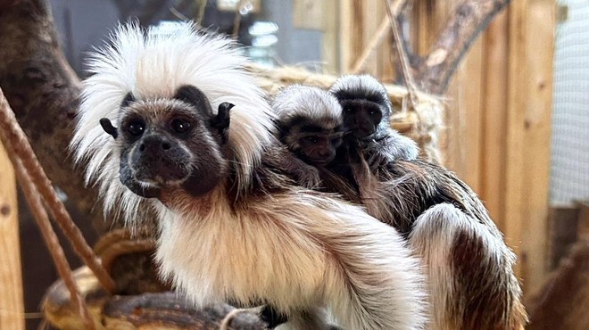 Veselje v Celju: Tropska hiša bogatejša za novo leglo ogrožene vrste opic (foto: Facebook/Tropska hiša)