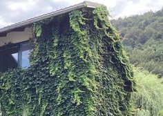 Kako je živeti v hiši z zeleno fasado?