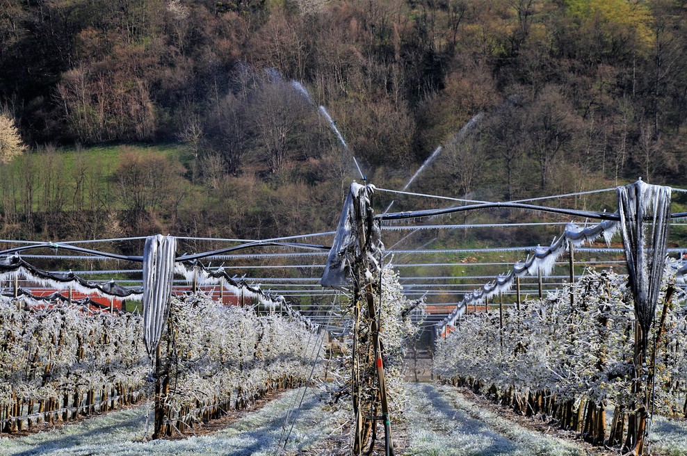 Pozeba na hmelju (foto: Bobo)
