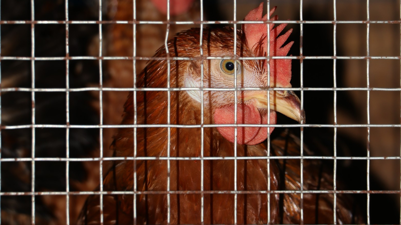 kokoš