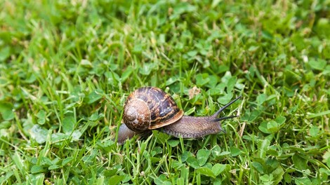 polž