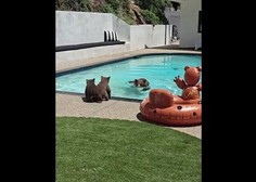 Američana presenetili nenavadni obiskovalci, ki so se hladili pri bazenu (VIDEO)