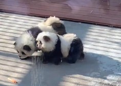 Kakšna prevara: živalski vrt obiskovalce privabljal s 'pandami', ki so bile v resnici pobarvani …