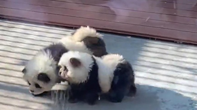 Kakšna prevara: živalski vrt obiskovalce privabljal s 'pandami', ki so bile v resnici pobarvani … (foto: X/shanghaidaily/posnetek zaslona)