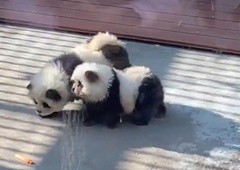 Kakšna prevara: živalski vrt obiskovalce privabljal s 'pandami', ki so bile v resnici pobarvani …