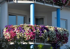 Imeli boste najlepši balkon: s tem preprostim trikom bodo vaše rože cvetele do jeseni
