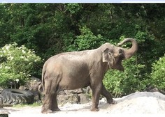 Ste že videli, kako jutranjo kopel opravi slonica Ganga iz ZOO Ljubljana? (In to brez vode!)