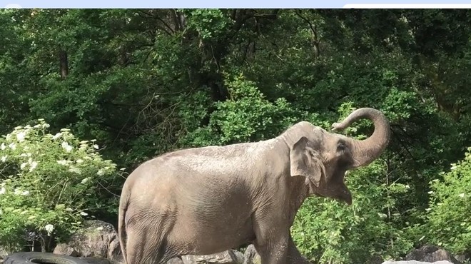 Ste že videli, kako jutranjo kopel opravi slonica Ganga iz ZOO Ljubljana? (In to brez vode!) (foto: ZOO Ljubljana/Facebook/posnetek zaslona)