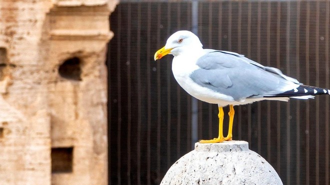 Kako je s pticami v naši prestolnici? (Presenečeni boste) (foto: Profimedia)