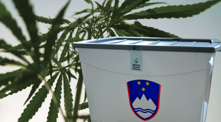 Bomo o konoplji na prihajajočem referendumu vendarle glasovali? Ustavno sodišče je zavrnilo ... (foto: Profimedia/Srdjan Živulovič/Bobo/fotomontaža)