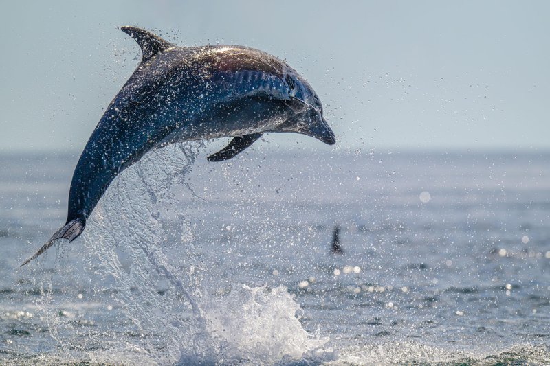 živali delfin posebnost morska bitja