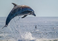 Izjemno zanimivo dejstvo, ki ga o delfinih zagotovo še ne veste (presenečeni boste)