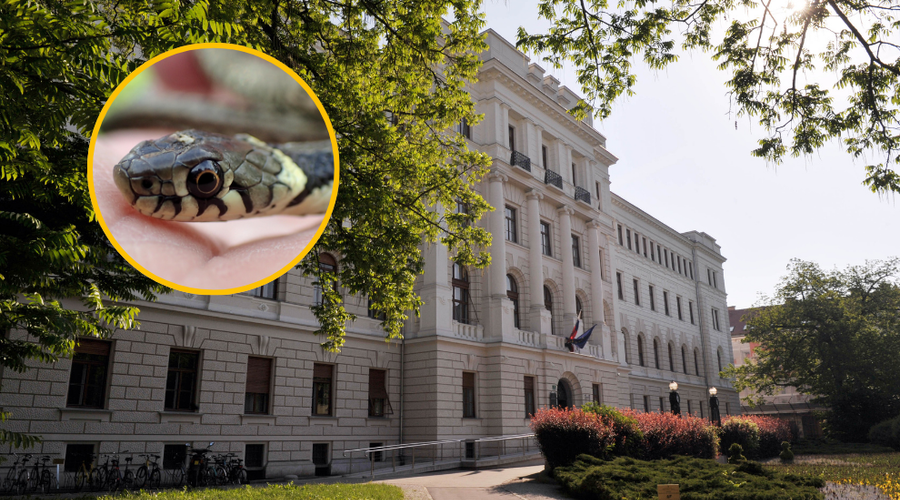 Fotografija kače je simbolična. (foto: fotomontaža Bobo/Profimedia)