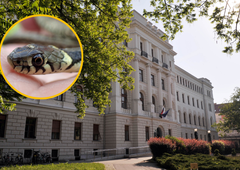 Preplah na okrožnem sodišču v Ljubljani, toda tokrat zaradi ... kače! (Poglejte, kako so se jo znebili)
