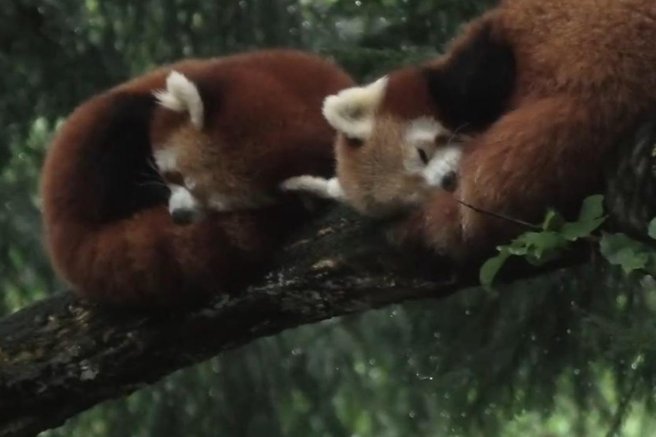 živali ZOO Ljubljana prijateljstvo čustva ljubezen