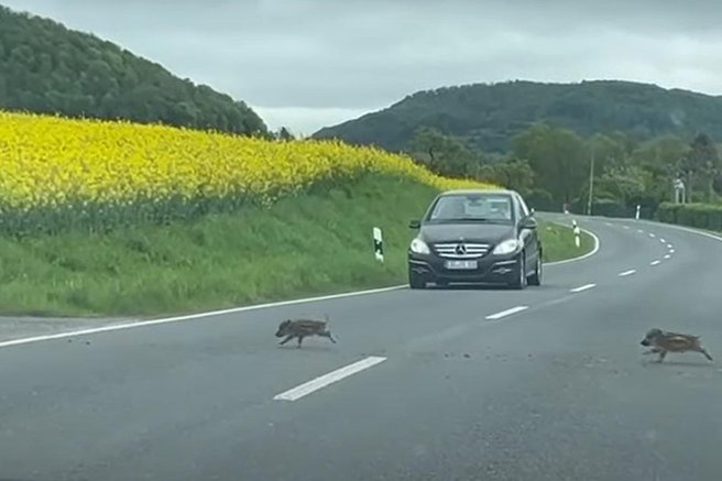 živali divja svinja divji prašič promet cesta