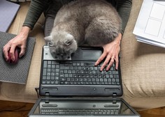 Zakaj mačke tako rade sedijo na tipkovnicah in prenosnih računalnikih?