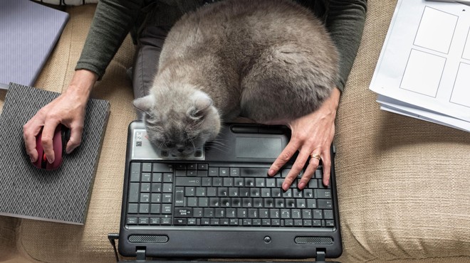 Zakaj mačke tako rade sedijo na tipkovnicah in prenosnih računalnikih? (foto: Profimedia)
