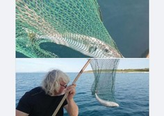 V bližini Rovinja opazili najbolj strupene ribe na svetu - eno od njih je ujel slovenski ribič!