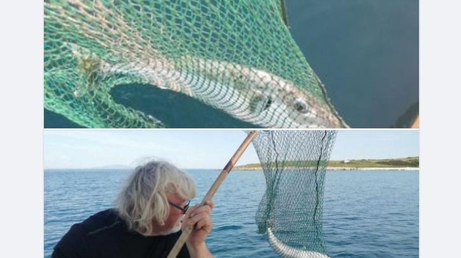 V bližini Rovinja opazili najbolj strupene ribe na svetu - eno od njih je ujel slovenski ribič! (foto: Zajem zaslona/facebook/Anton Vidovič)