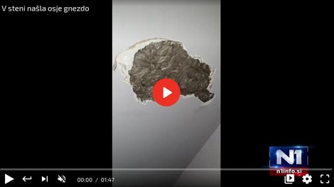 Slovenka v steni več mesecev poslušala nenavadne zvoke: odkritje jo je osupnilo