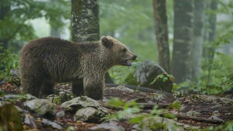 Po ulicah Kočevja se sprehaja medvedji mladič