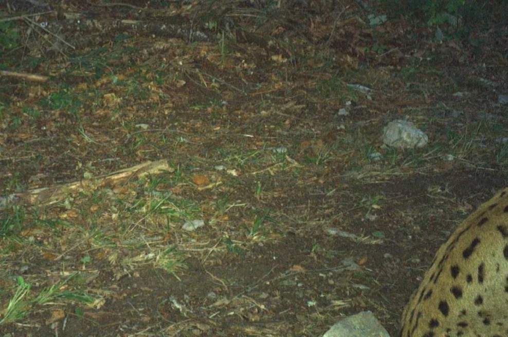 Kamera v slovenskem gozdu razkrila pravo presenečenje (poglejte posnetek) (foto: Life Lynx/posnetek zaslona/Facebook)